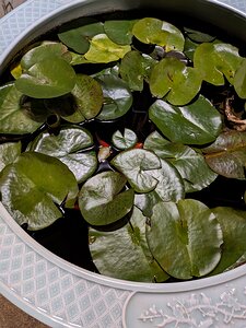 20230927_PXL192327273_Pixel7a-JEB